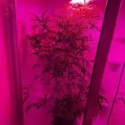 Purple Punch & Purple Ghost Candy