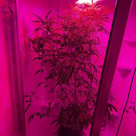 Purple Punch & Purple Ghost Candy