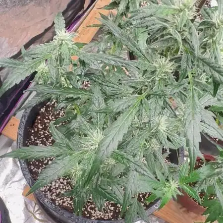 Auto/ Photo Grow