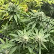 Zamnesia Grow Cup 2026 Sticky Broccoli