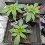 Grow #3 Noch ne Runde mit Barney