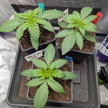 Grow #3 Noch ne Runde mit Barney