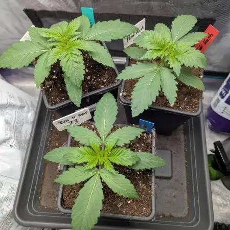 Grow #3 Noch ne Runde mit Barney
