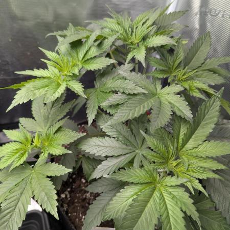 Grow #3 Noch ne Runde mit Barney