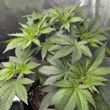 Grow #3 Noch ne Runde mit Barney
