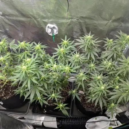 Nach dem Grow ist Vor dem Grow... Diesmal mit Photos