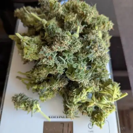 RQS Erster Grow mit Autoflower