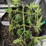 Nach dem Grow ist Vor dem Grow... Diesmal mit Photos