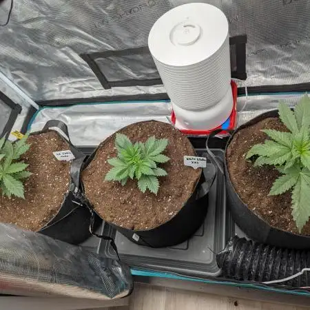 Nach dem Grow ist Vor dem Grow... Diesmal mit Photos