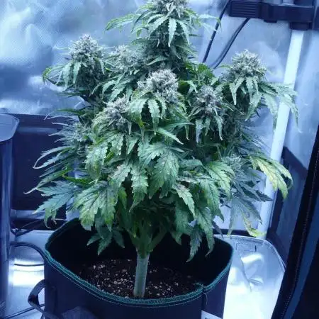 Green Gelato auto & Hulkberry auto