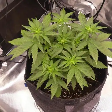 Green Gelato auto & Hulkberry auto