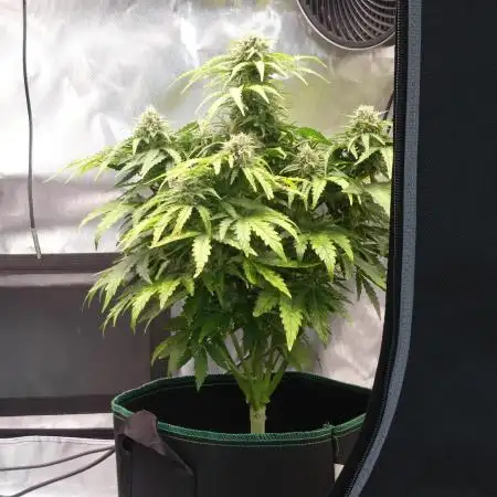 Green Gelato auto & Hulkberry auto