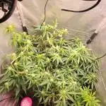 3 Afghan Kush + 1 Apple Strudel