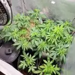 3 Afghan Kush + 1 Apple Strudel