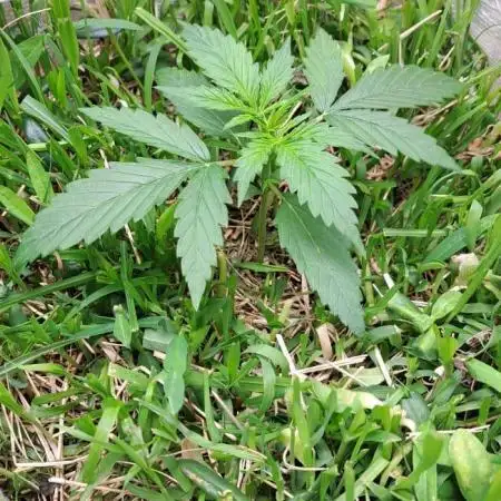 3 Afghan Kush + 1 Apple Strudel