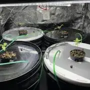 Monkey  strain games