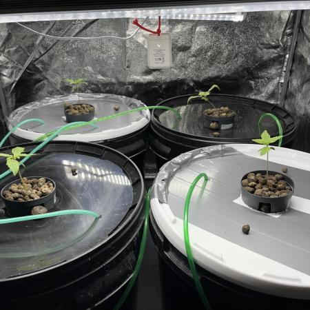 Monkey  strain games