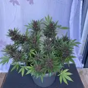 Raumschmuck