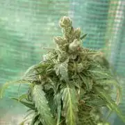 Auto Daiquiri Lime 🚗🍸🥤