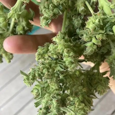 Auto Malawi X Northern Lights