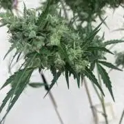 Amnesia Haze Automatik