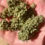 Amnesia Haze Automatik