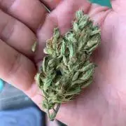 Auto Daiquiri Lime 🚗🍸🥤