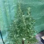 Cap Junky von Hanfgartenshop