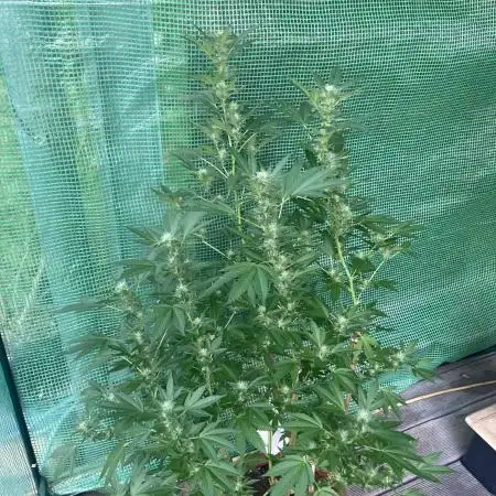 Cap Junky von Hanfgartenshop