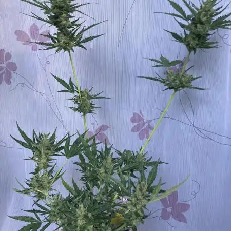Auto Malawi X Northern Lights