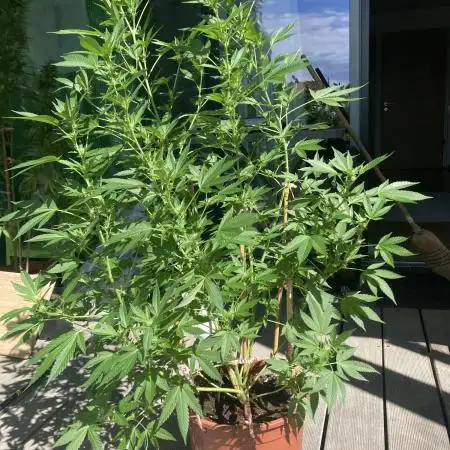 Cap Junky von Hanfgartenshop