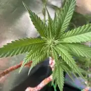 Winterexperiment ❄️☃️🔬🤓