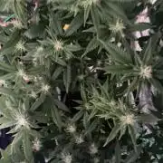 Winterexperiment ❄️☃️🔬🤓