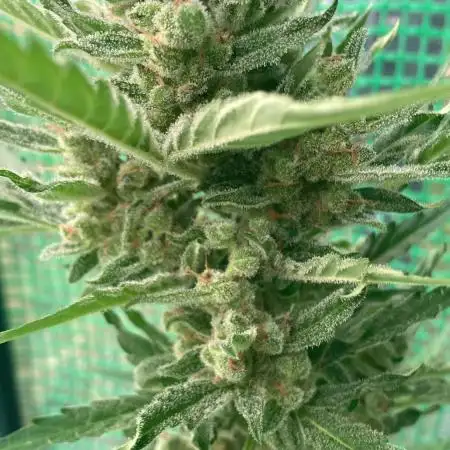 Auto Malawi x NL