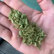 Sticky Beast Automatik
