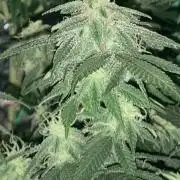 Winterexperiment ❄️☃️🔬🤓