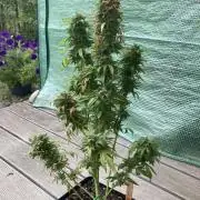Auto Daiquiri Lime 🚗🍸🥤