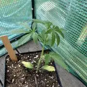 Wedding Cake Auto 💍🍰🚗