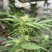 Winterexperiment ❄️☃️🔬🤓