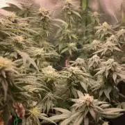 Winterexperiment ❄️☃️🔬🤓