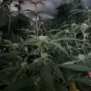 Winterexperiment ❄️☃️🔬🤓