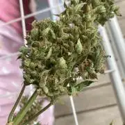 Sticky Beast Automatik
