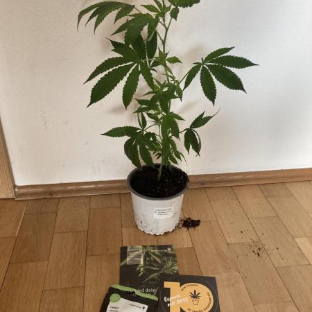 Winterexperiment ❄️☃️🔬🤓