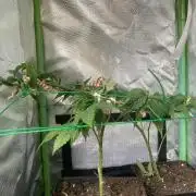 Winterexperiment ❄️☃️🔬🤓