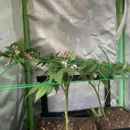 Winterexperiment ❄️☃️🔬🤓