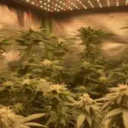 Winterexperiment ❄️☃️🔬🤓