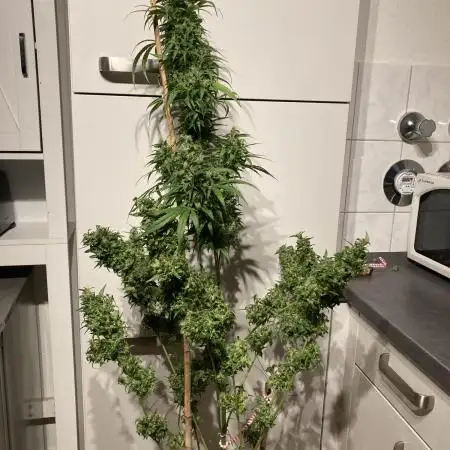 Sativa-Auto-Grow