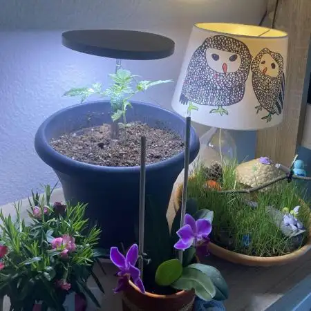 Raumschmuck
