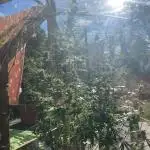 Candy Store von „Hanfgarten“