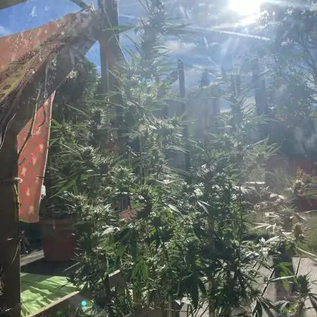 Candy Store von „Hanfgarten“